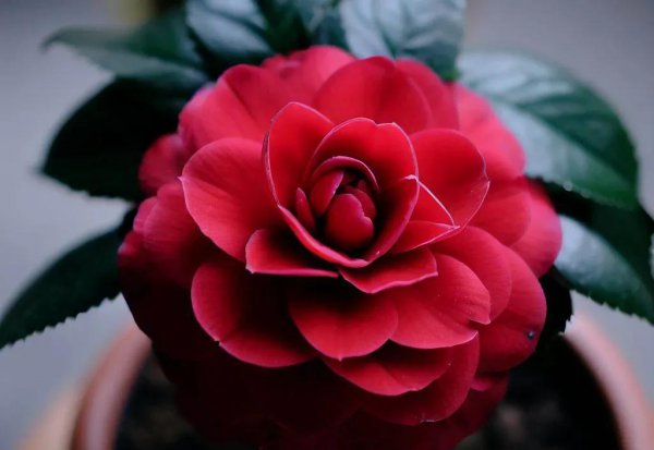 家里养茶花好不好呢
