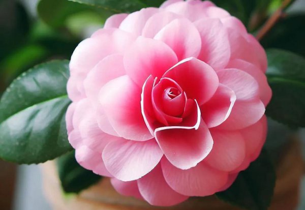 家里养茶花好不好呢