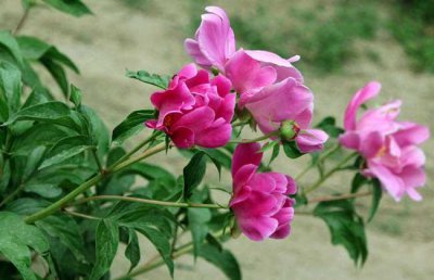 为什么家里不建议种芍药 芍药盆栽的种植方法