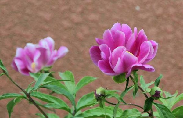 为什么家里不建议种芍药