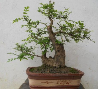 对节白蜡盆景好养吗 盆景白蜡的养殖方法讲解