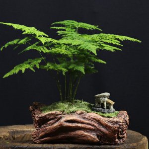 文竹盆景怎么养 教你正确养护文竹盆景