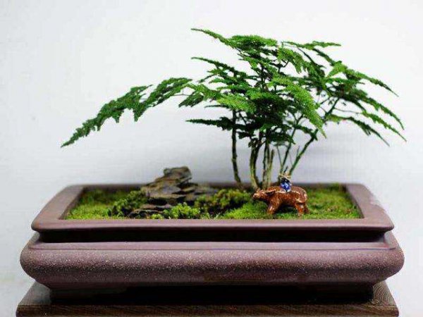 文竹盆景怎么养