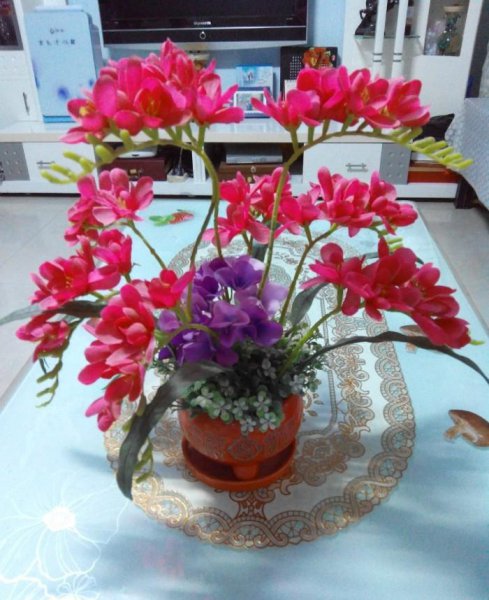 香雪兰花期有多长时间