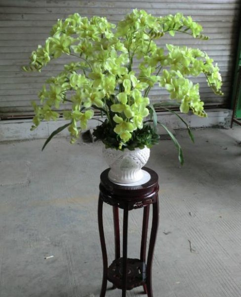 香雪兰花期有多长时间