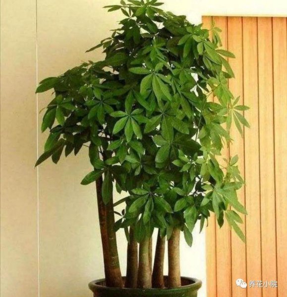 家中适合养的花有哪些寓意好