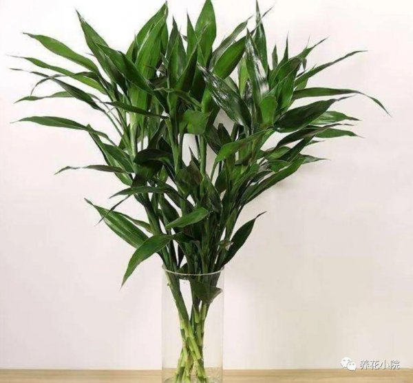 家中适合养的花有哪些寓意好