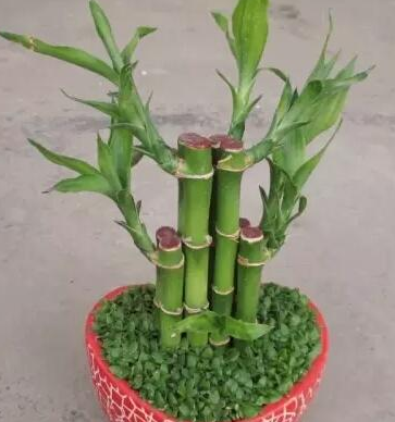 开运竹的寓意是什么意思