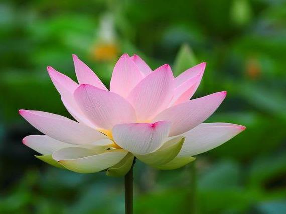 荷花插花瓶里怎么养
