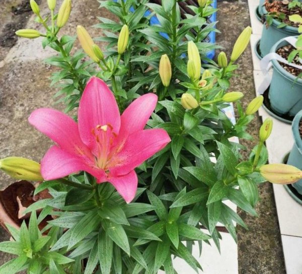 百合花怎么养护