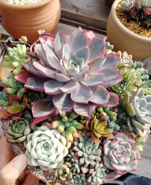 多肉拼盘好还是单养好