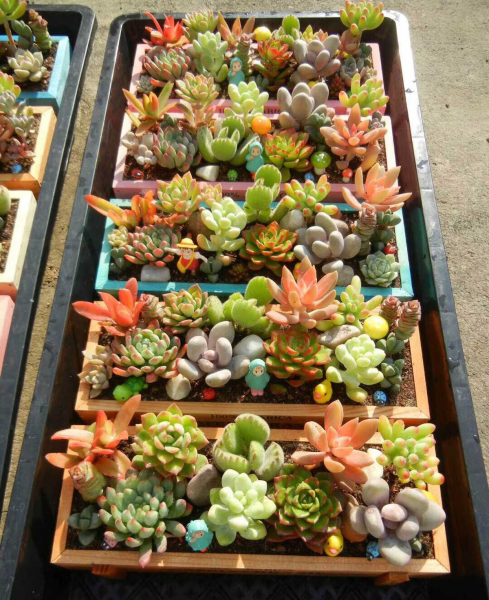 多肉拼盘好还是单养好