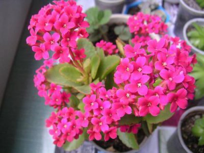 长寿花开花期怎样浇水 长寿花花期养护要点
