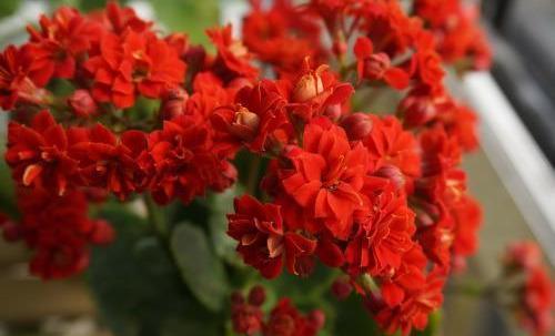 长寿花开花期怎样浇水