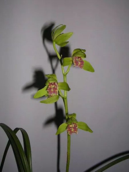 盆栽蕙兰如何养殖