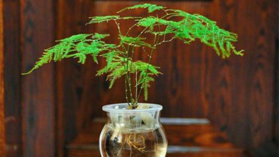 文竹盆景怎么养 水培文竹的正确养法