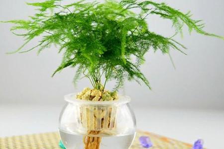 文竹盆景怎么养
