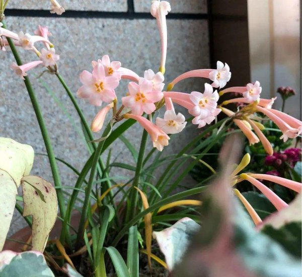 室内盆栽什么花最香