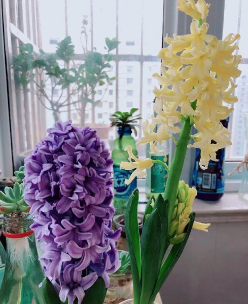 室内盆栽什么花最香
