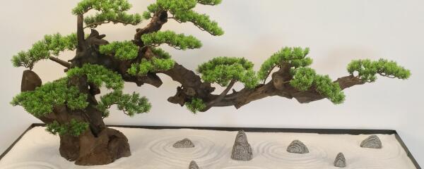 盆栽迎客松好养吗