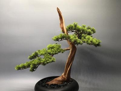 盆栽迎客松好养吗