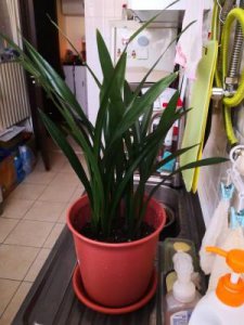 盆栽兰花怎么养 兰花种植方法和注意事项