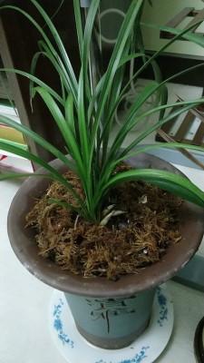 盆栽兰花怎么养