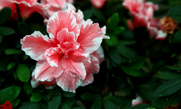 云锦杜鹃花怎么种植