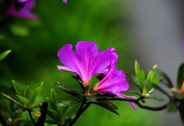 云锦杜鹃花怎么种植