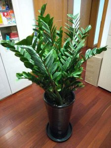 金钱树怎么养才茂盛开花 金钱树绿植的养护方法
