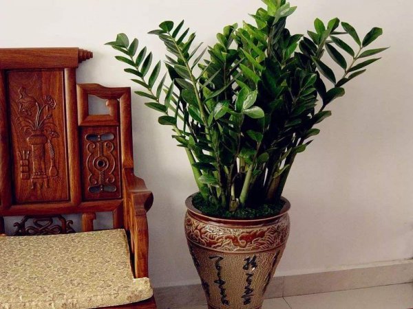 金钱树怎么养才茂盛开花