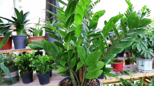 金钱树怎么养才茂盛开花