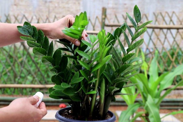 金钱树怎么养才茂盛开花