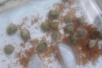 生石花繁殖的几种方法 教你两种繁殖生石花的方法