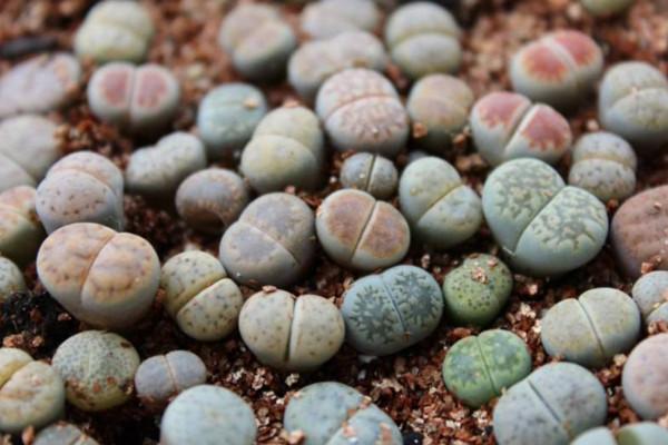 生石花繁殖的几种方法