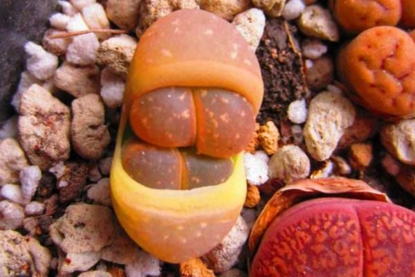 生石花繁殖的几种方法