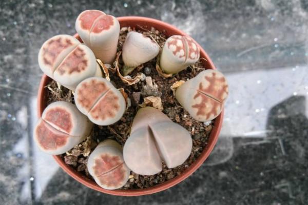 生石花繁殖的几种方法