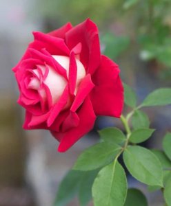月季花怎么养开花多一点 一招才能养得好开爆盆