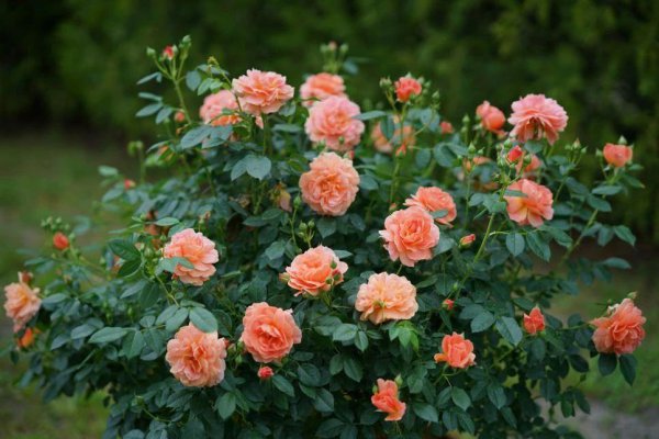 月季花怎么养开花多一点