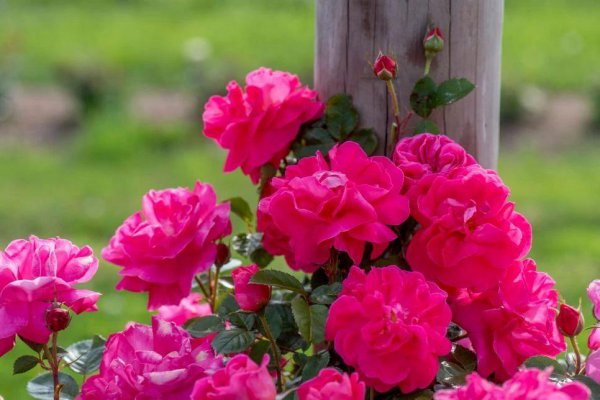 月季花怎么养开花多一点