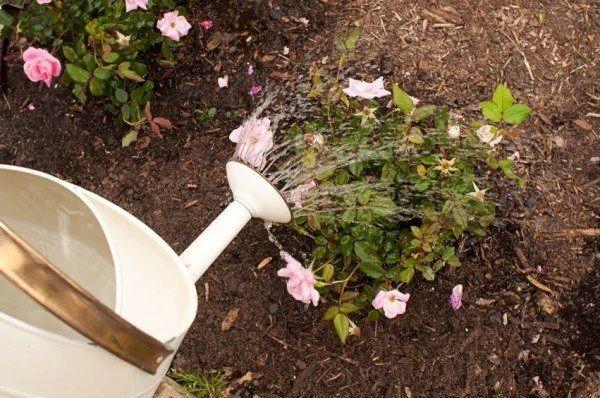 月季花怎么养开花多一点