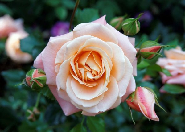 月季花怎么养开花多一点