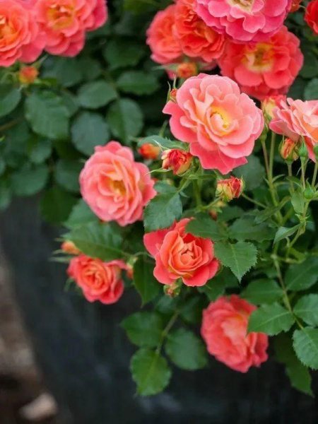 月季花怎么养开花多一点