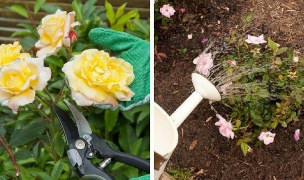 月季花怎么养开花多一点