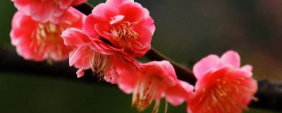 腊梅花怎么水养花期长 腊梅水插鲜花的养护方法