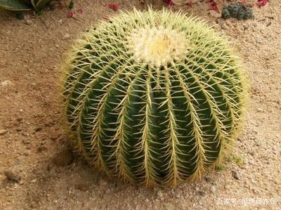 金虎仙人球开什么颜色的花