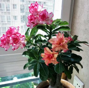 花期长好看又好养的花室内 室内开花绿植推荐