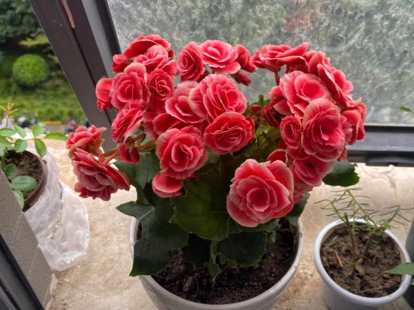 花期长好看又好养的花室内