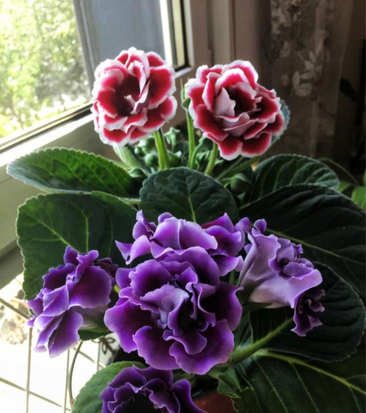 花期长好看又好养的花室内