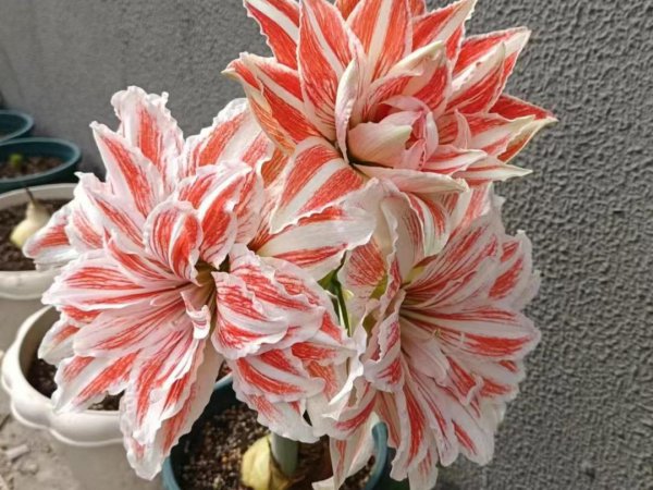 花期长好看又好养的花室内